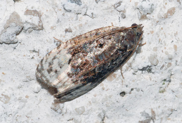 Tortricidae 30